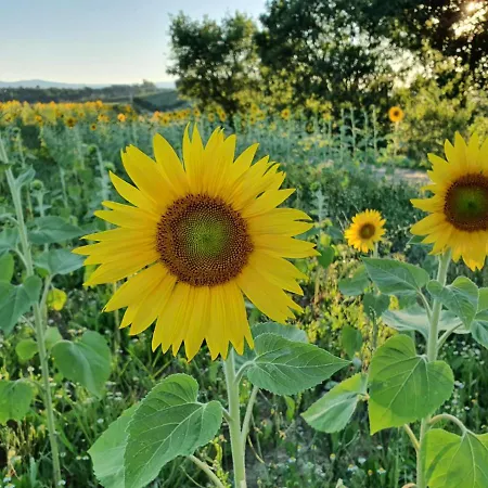 La Collina 4* 德鲁塔