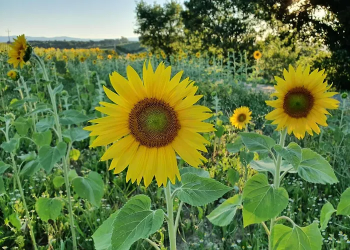 La Collina 4* Deruta